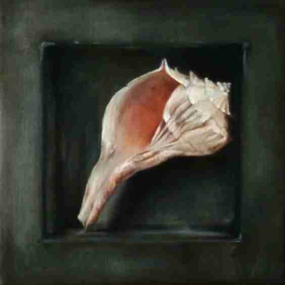 Conch Shell