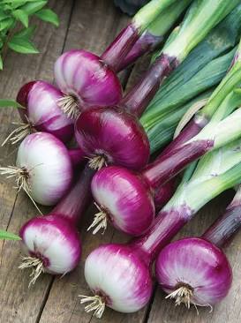 Cipollini Red Onions Seeds