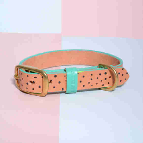 Classic Pet Collar 