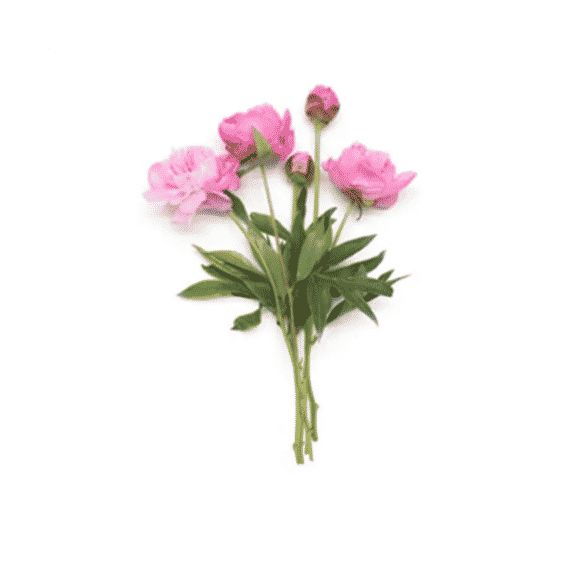 Peonies 5 Stems
