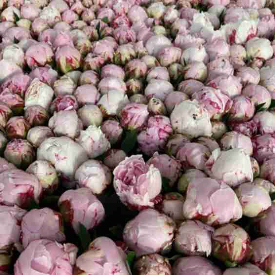 Sarah Bernhardt Luxury Peony