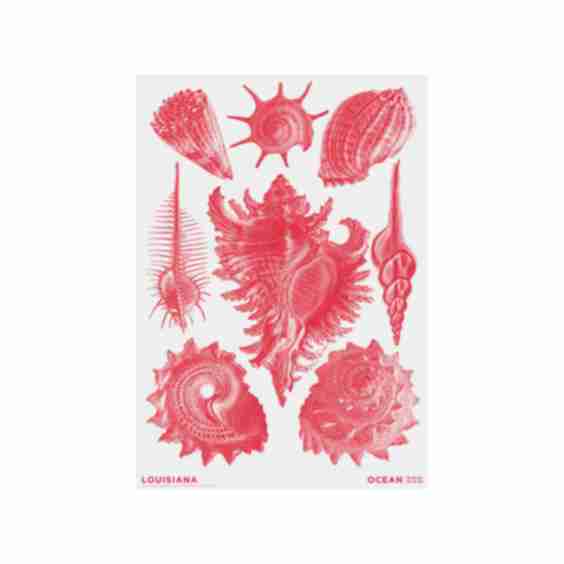 Haeckel - Prosobranchia coral red - Ocean 2024, A2 poster