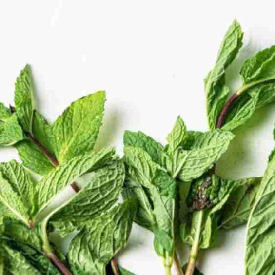 Mint