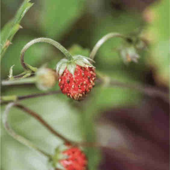 Mini Strawberries