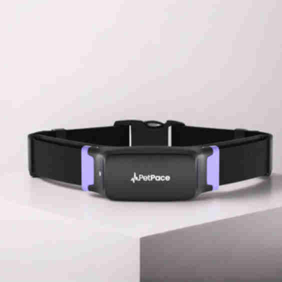 The Only Collar with True Vital Signs Monitoring