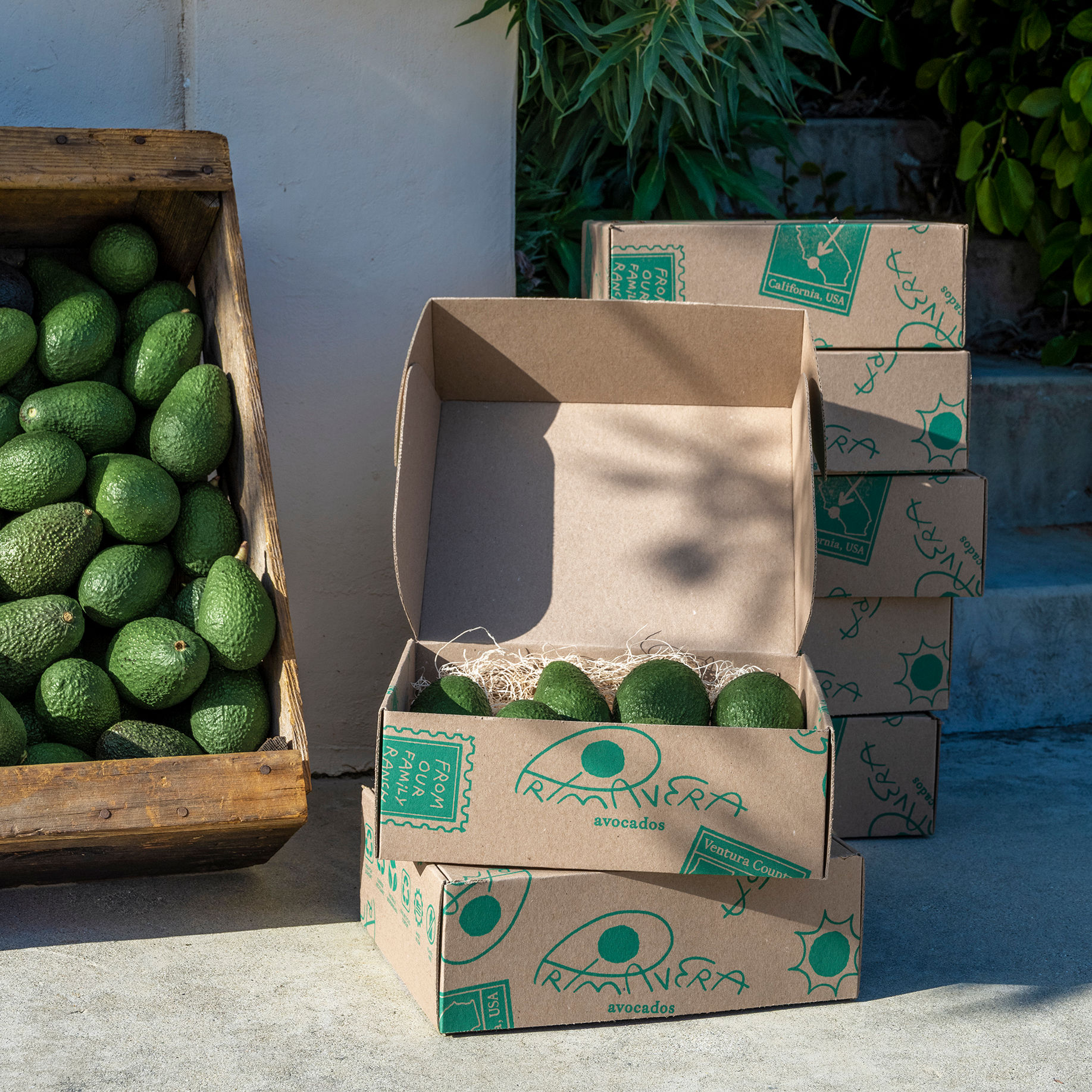 Primavera Avocado Subscription