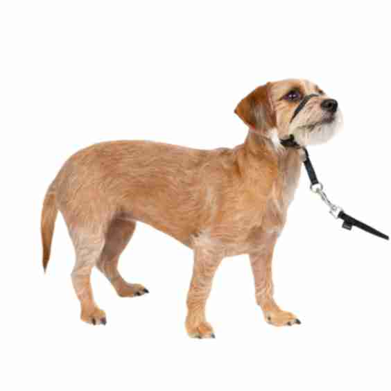 Gentle Leader Headcollar, No-Pull Dog Collar