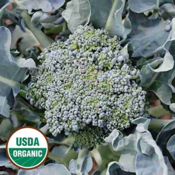 Calabrese Broccoli (Organic)