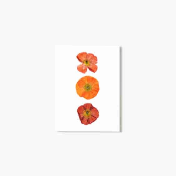 August Poppy No. 2 Pressed Floral Print