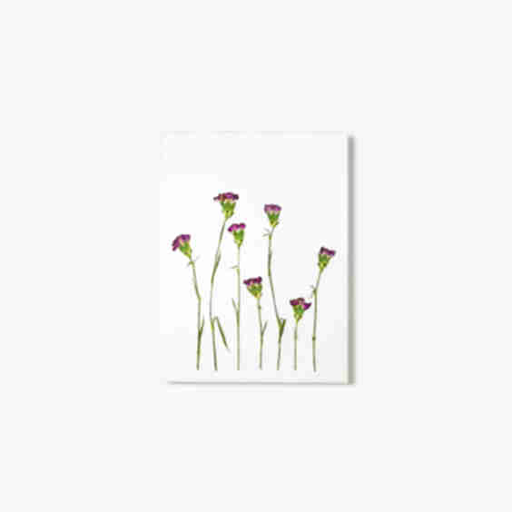 January Carnation Pressed Floral Print
