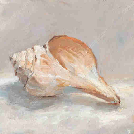 Impressionist Shell Study III Art