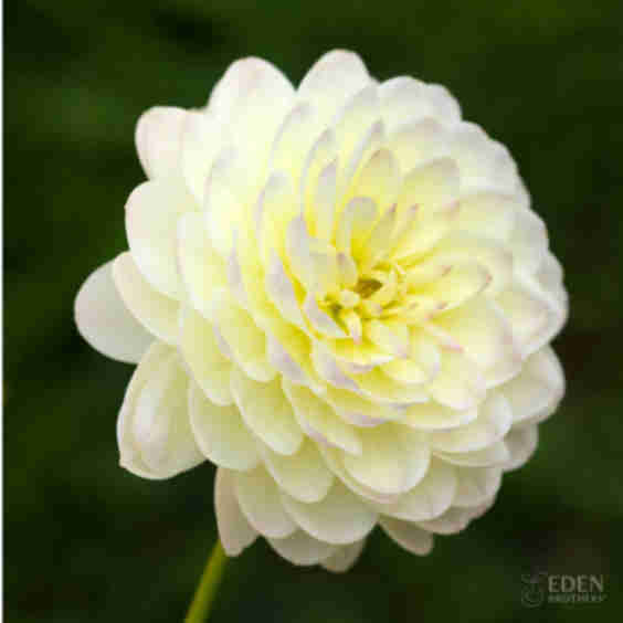Dahlia Tubers (Waterlily)
