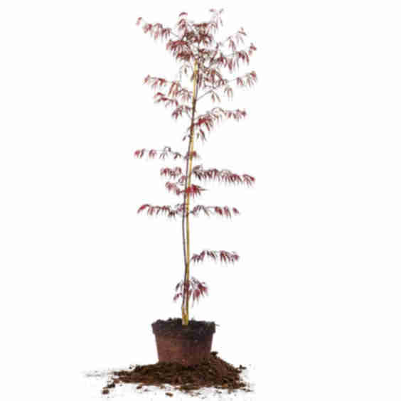 Weeping Tamukeyama Japanese Maple Tree