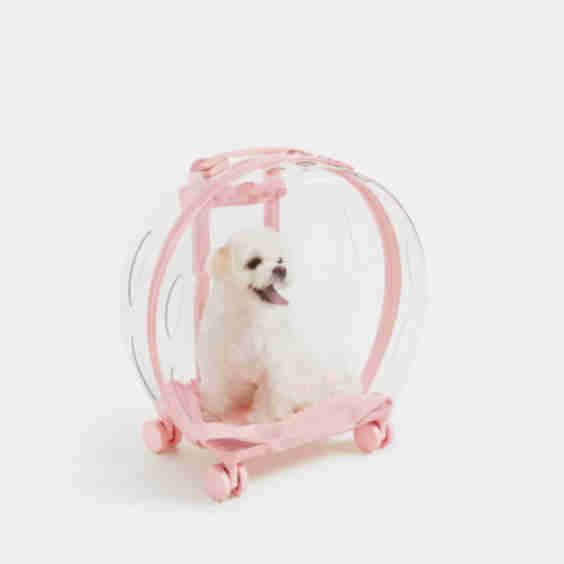 Bubble Pet Carrier