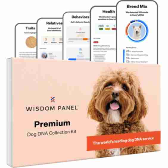 Premium Breed Identification & Health Condition Identification DNA Test for Dogs
