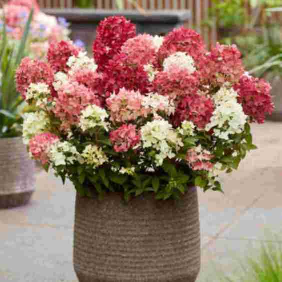 Hydrangea Paniculata 'Groundbreaker Ruby' Flowers 14cm Pots
