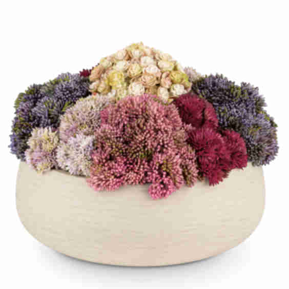 Deveraux Sedum Arrangement