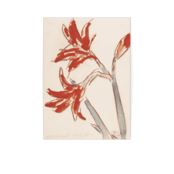 Roter Amaryllis Print ,1931