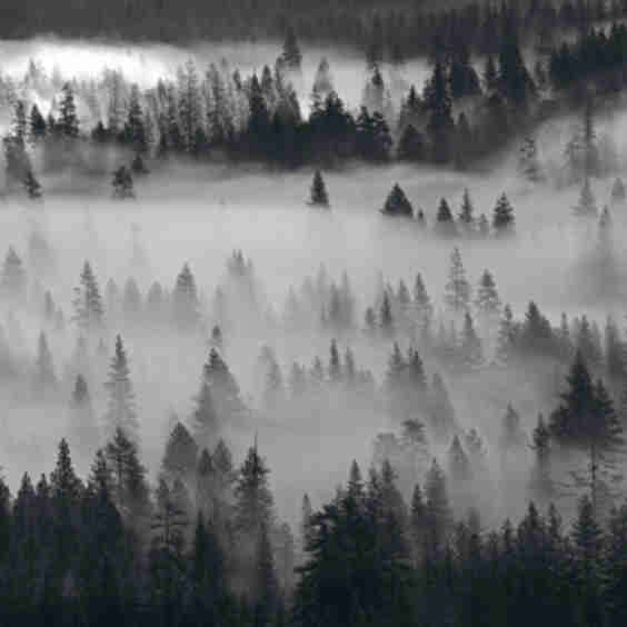 Into the Mist