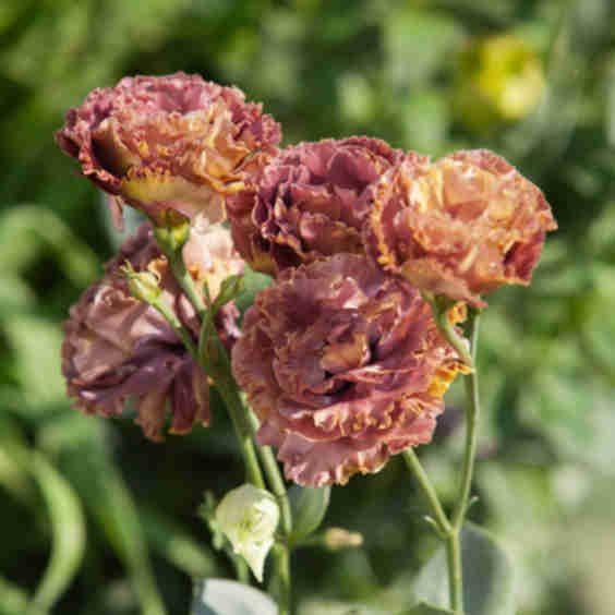 Roseanne Terracotta Lisianthus Plant