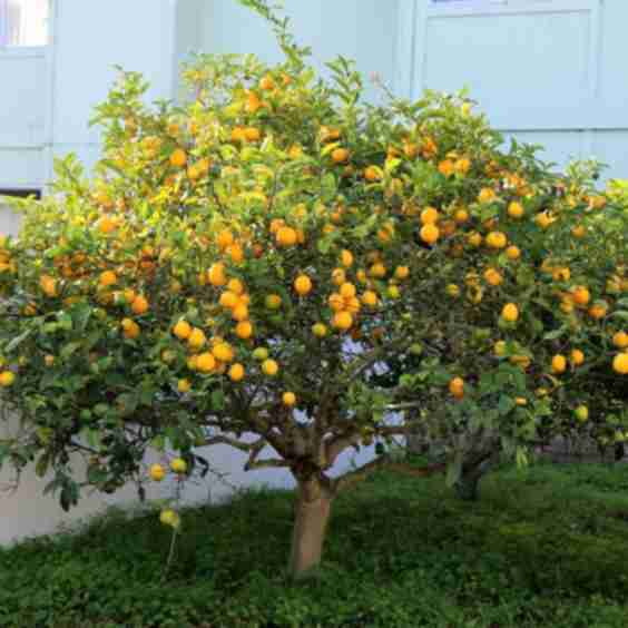 Dwarf Meyer Lemon Plant