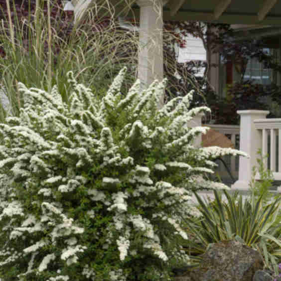 Snowmound Spirea