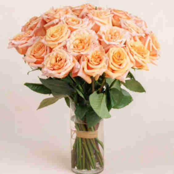 Lolita Roses