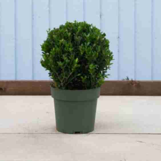 Topiary Ball 20/30 2L Ilex crenata (Japanese Holly)