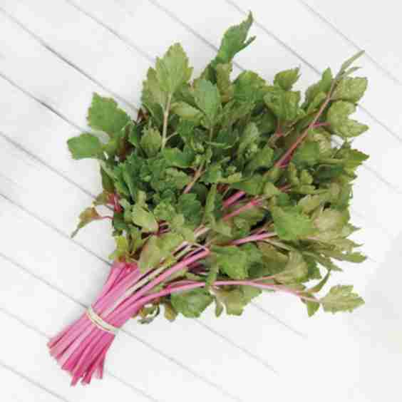 Chinese Pink Celery Organic Seed