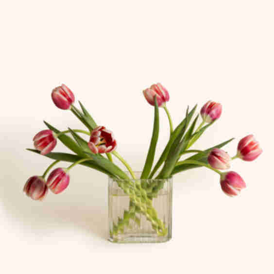 Tulips Flowers