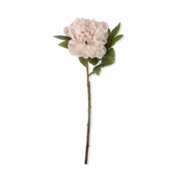 Peony Stem
