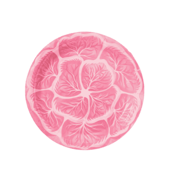 Melissa's Garden Cabbage Salad And Dessert Plates Pack Of 8