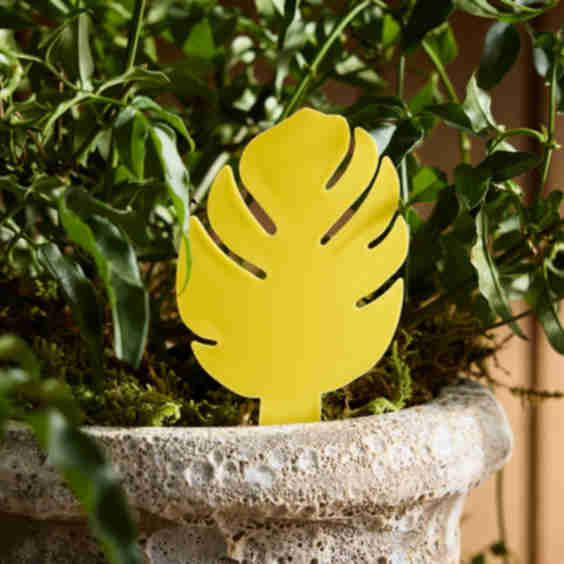 Sticky Traps for Plant Pests