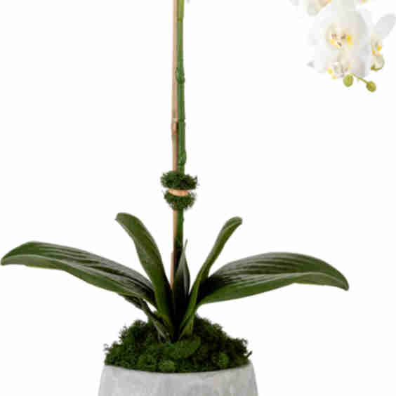 Realtouch Cement Orchid