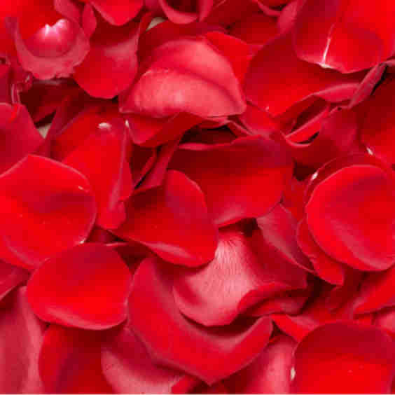 3500 Rose Petals