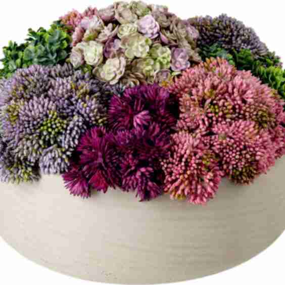 Georgina Sedum Arrangement
