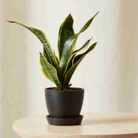 Snake Plant