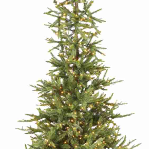 Charlie Alpine Fir Tree