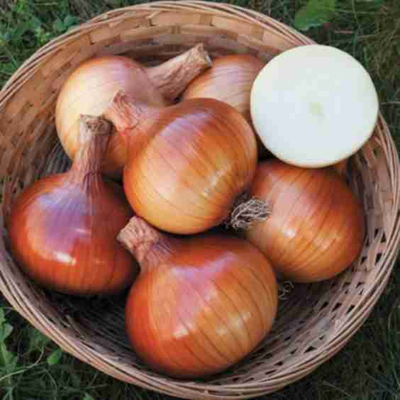 Allium Cepa Valencia Onion
