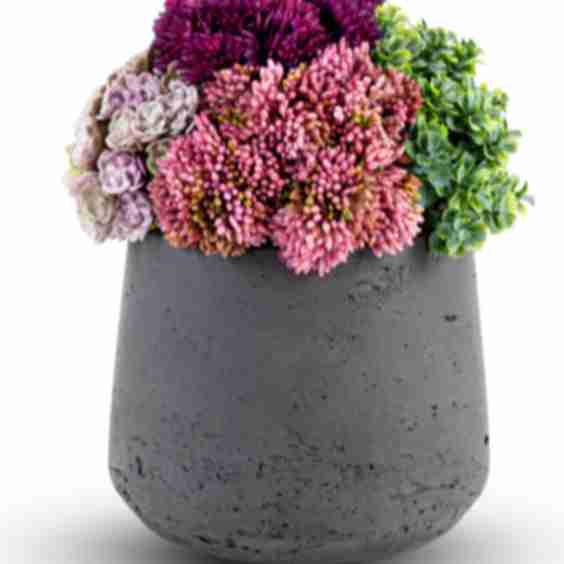 Neriah Mini Sedum Arrangement
