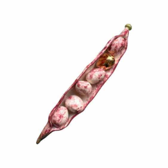 Borlotti Bean Ceramic Decoration
