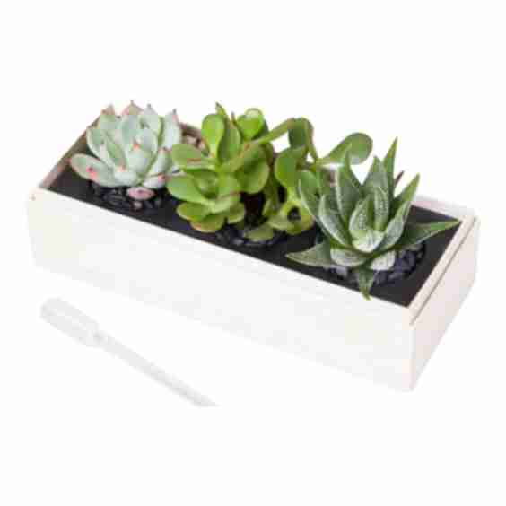 Succulents in Gift Box 
