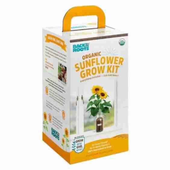  Organic Sunflower Windowsill Grow Kit