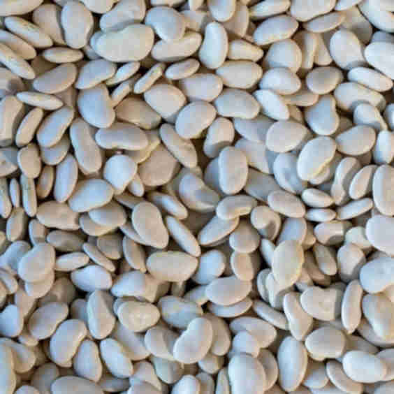 Large White Lima Beans