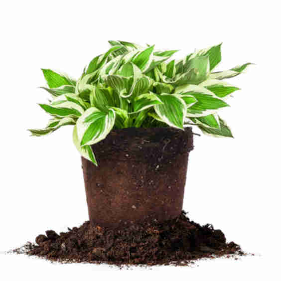 Hosta Patriot Shrub