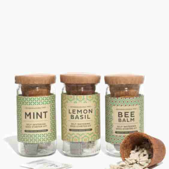 Tea Eco Seed Starter Kit