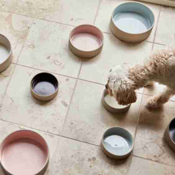 Sia Dog Bowl