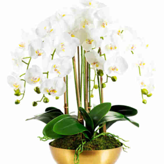 Abigail Gold RealTouch Orchid