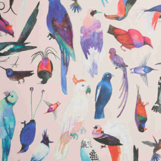 Paradise Birds Animal Wallpaper