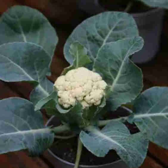 Mini Cauliflower